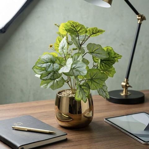 Chậu cây lá dưa hấu để bàn decor nội thất