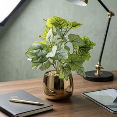 Chậu cây lá dưa hấu để bàn decor nội thất