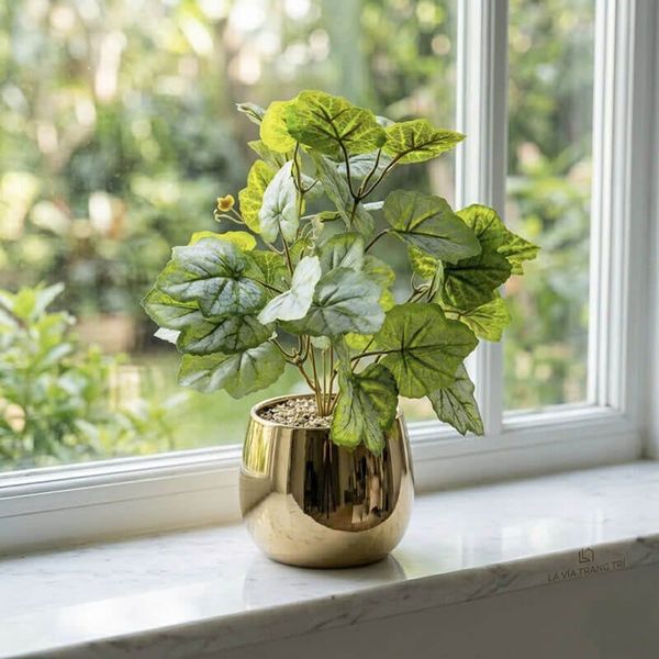 Chậu cây lá dưa hấu để bàn decor nội thất