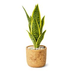 Chậu cây lưỡi hổ giả để bàn