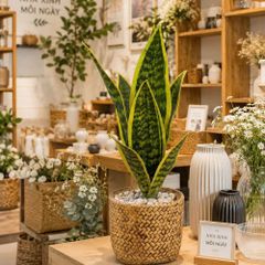 Chậu cây lưỡi hổ giả để bàn