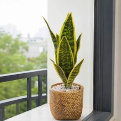 Chậu cây lưỡi hổ giả để bàn