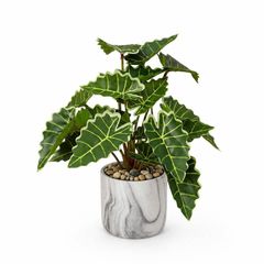 Chậu cây môn quan âm mini để bàn cao 25cm