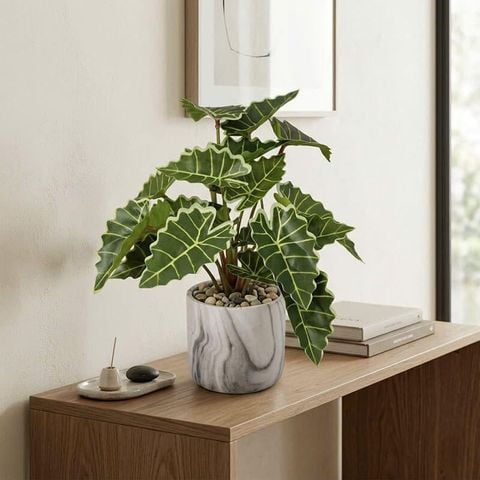 Chậu cây môn quan âm mini để bàn cao 25cm