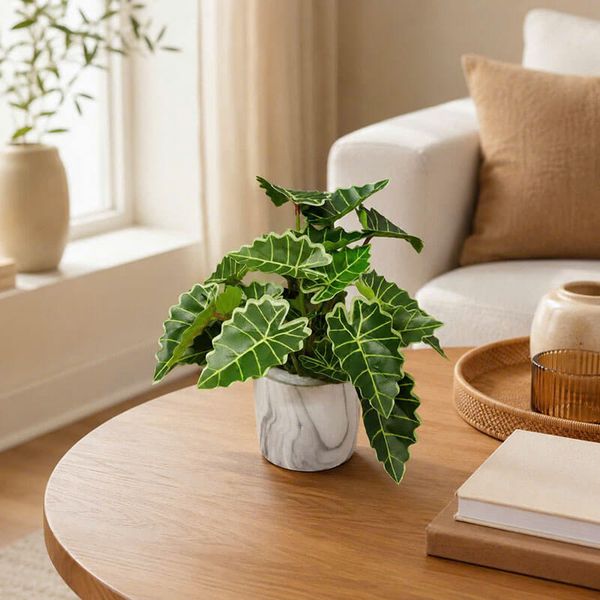 Chậu cây môn quan âm mini để bàn cao 25cm