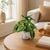 Chậu cây môn quan âm mini decor bàn làm việc kệ sách và góc nội thất nhỏ