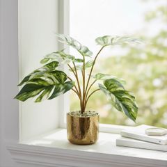 Chậu cây monstera đột biến để bàn