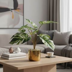 Chậu cây monstera đột biến để bàn