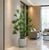 chậu cây trúc đào decor sảnh công ty