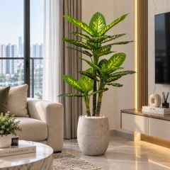 Chậu cây vạn niên thanh giả 3 thân cao 190 cm