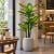 chậu cây vạn niên thanh giả 3 thân decor quán cafe