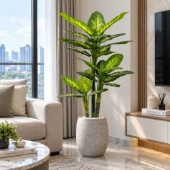 Chậu cây vạn niên thanh giả 3 thân cao 190 cm