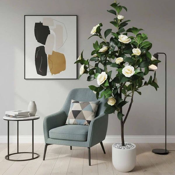 Cây hoa trà Nhật Bản trang trí