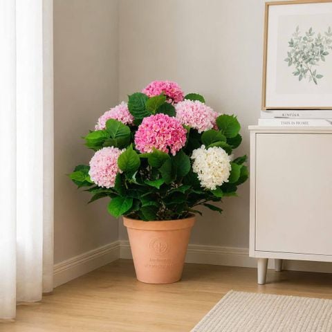 Chậu hoa cẩm tú cầu giả trang trí