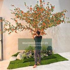 Cây quýt giả cổ thụ kích thước lớn cao 3.5m