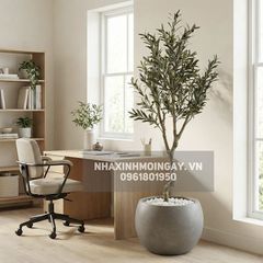 Cây Ô Liu Giả Thân Xoắn - Dáng Cổ Thụ Địa Trung Hải