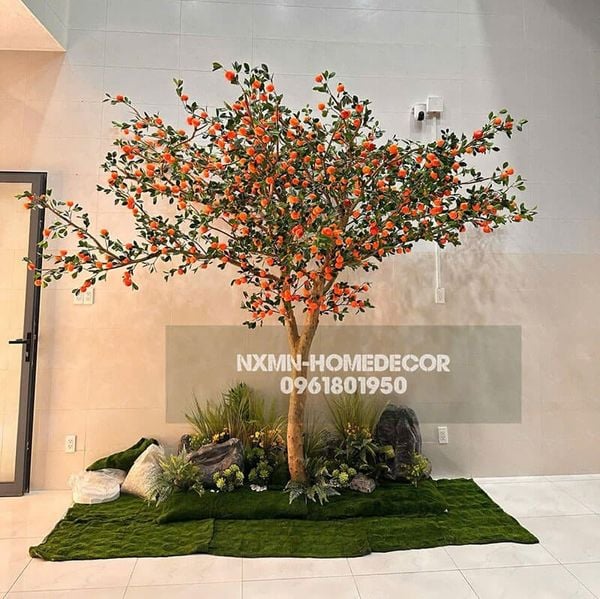 Cây quýt giả cổ thụ kích thước lớn cao 3.5m