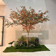 Cây quýt giả cổ thụ kích thước lớn cao 3.5m
