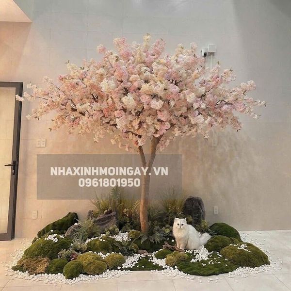 Cây hoa anh đào giả thân gỗ cao 3m