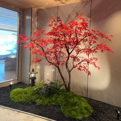 Cây phong giả lá đỏ Nhật Bản