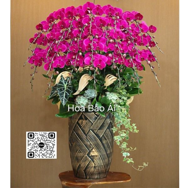  Chậu hoa lan hồ điệp đẹp LHD-837 