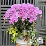  Chậu hoa lan hồng tím sang trọng LHD-846 