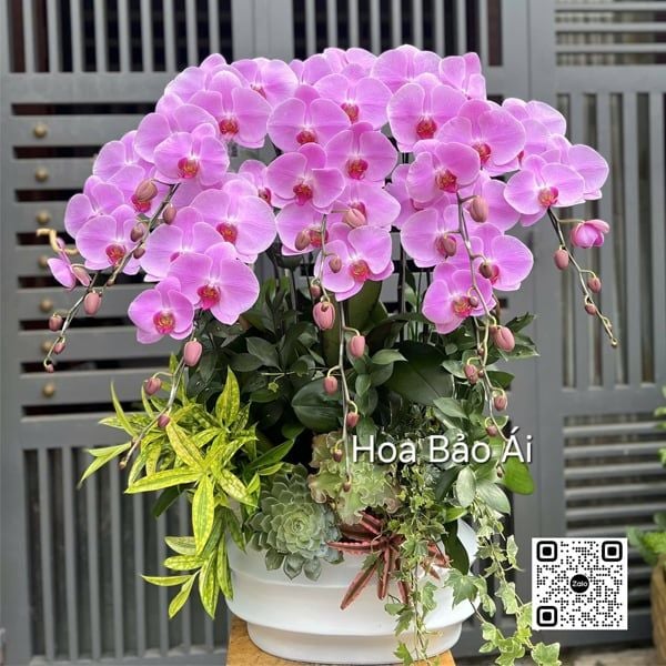  Chậu hoa lan hồng tím sang trọng LHD-846 