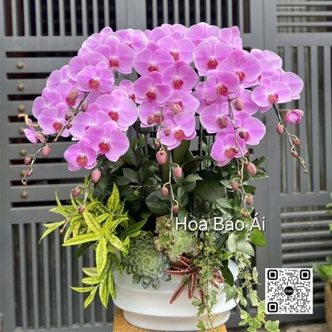 Hoa lan hồ điệp hồng