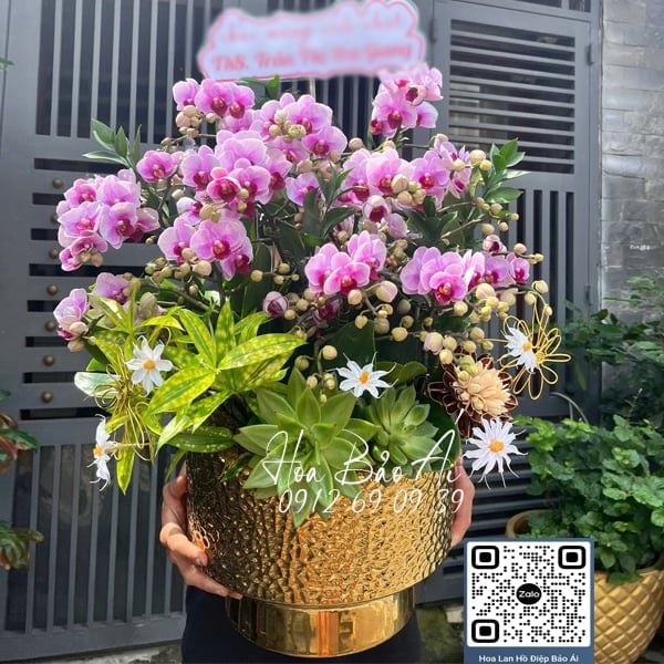  Chậu hoa lan mini đẹp LHD-831 