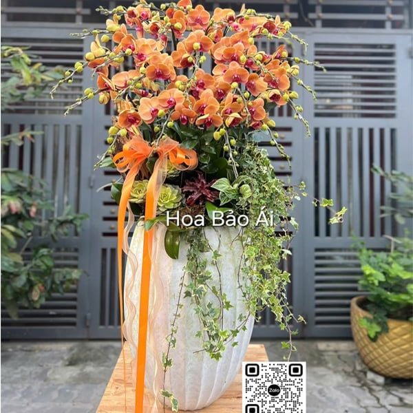  Chậu hoa lan hồ điệp cam đỏ LHD 