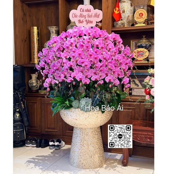  Chậu lan hồng đẹp nhất LHD-836 