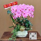  Chậu lan hồng đẹp LHD-844 