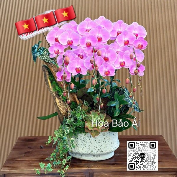  Chậu lan hồng đẹp LHD-844 