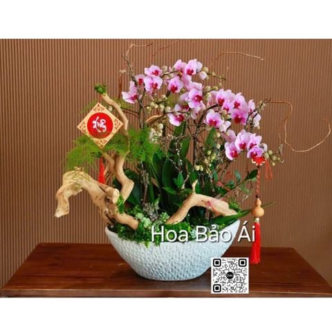 Hoa lan hồ điệp mini