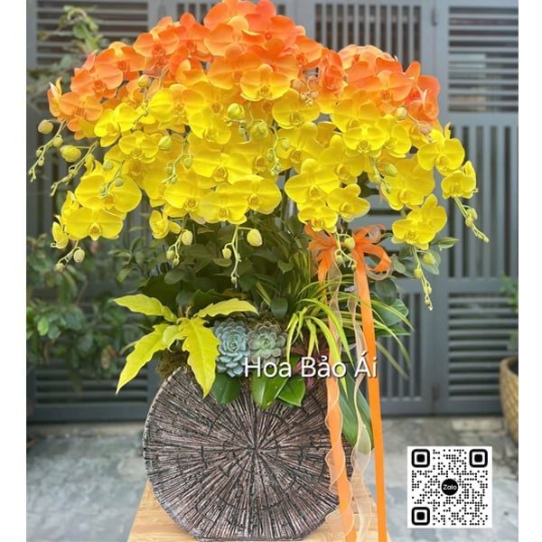  Chậu hoa lan sơn Ombre sang trọng LHD-845 