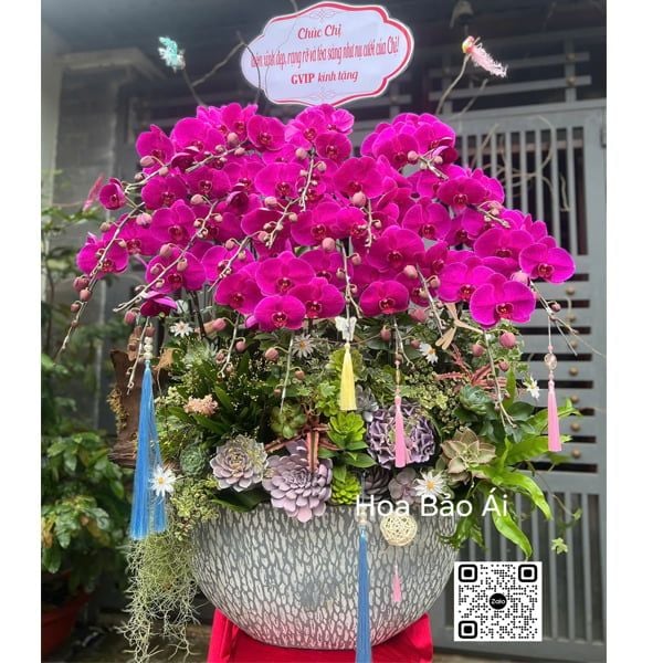  Chậu hoa lan đẹp chúc mừng LHD-842 