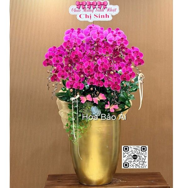  Chậu hoa lan tím đỏ chúc mừng 2026 LHD-835 
