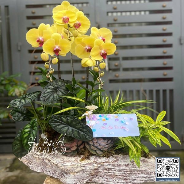  Chậu Lan Vàng Đẹp Nhất LHD-832 