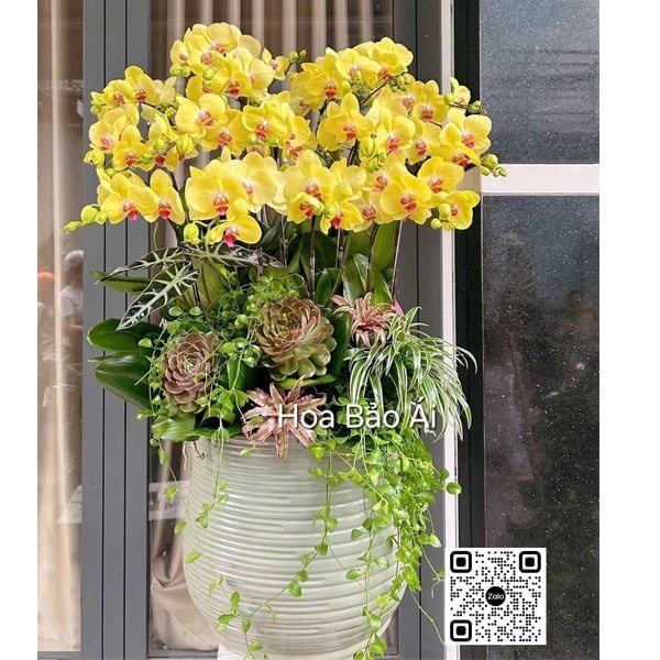  Chậu hoa lan vàng xinh đẹp LHD-843 
