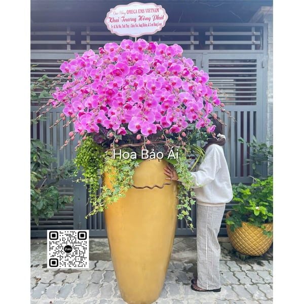  Chậu lan hồng VIP tặng tết 2026 LHD-834 