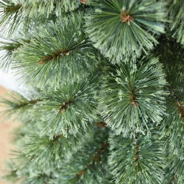 Cây Thông Mini Cước Nở Hoa 60cm