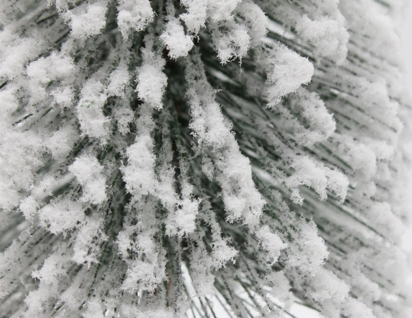 Cây Thông Mini Lá Cước Phủ Tuyết