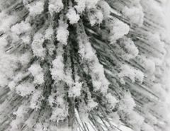 Cây Thông Mini Lá Cước Phủ Tuyết