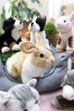  Thú nhồi bông 20cm-62601| thỏ rabbit NICI Lifelike_NICI Germany 