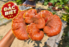 Cây Nấm Lim Xanh Linasa Đặc Biệt - 250gr