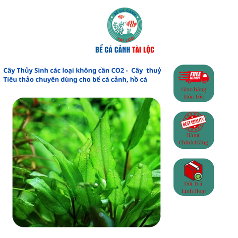 Cây thuỷ sinh Tiêu thảo cho bể cá cảnh, hồ cá