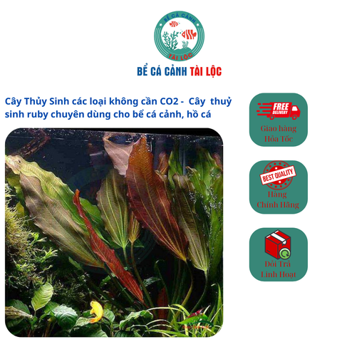 Cây thuỷ sinh ruby cho bể cá cảnh, hồ cá