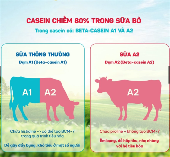 Sữa tươi A2 A2 - 12h/T