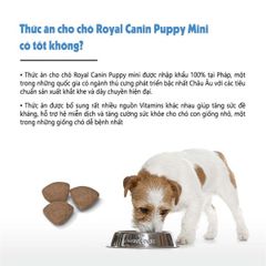 Hạt Royal Canin Mini Starter Mother & Babydog 8kg