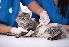 Vaccine mèo 4 bệnh